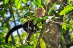 20160412-Costa-Rica-Tortuguero-112.jpg