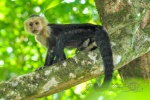 20160412-Costa-Rica-Tortuguero-115.jpg