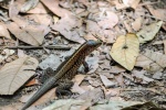 20160412-Costa-Rica-Tortuguero-121.jpg