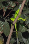20160412-Costa-Rica-Tortuguero-130.jpg