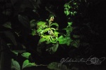 20160412-Costa-Rica-Tortuguero-136.jpg