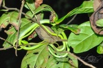 20160412-Costa-Rica-Tortuguero-142.jpg