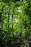 20160412-Costa-Rica-Tortuguero-20.jpg