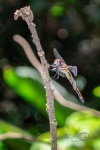 20160412-Costa-Rica-Tortuguero-27.jpg
