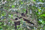 20160412-Costa-Rica-Tortuguero-29.jpg