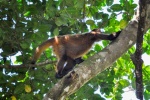 20160412-Costa-Rica-Tortuguero-33.jpg
