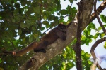 20160412-Costa-Rica-Tortuguero-34.jpg