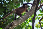 20160412-Costa-Rica-Tortuguero-36.jpg