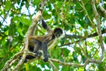 20160412-Costa-Rica-Tortuguero-45.jpg