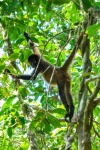 20160412-Costa-Rica-Tortuguero-53.jpg