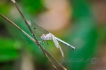 20160412-Costa-Rica-Tortuguero-57.jpg