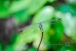 20160412-Costa-Rica-Tortuguero-59.jpg
