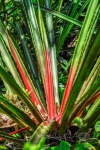 20160412-Costa-Rica-Tortuguero-69.jpg