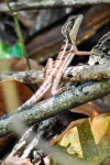 20160412-Costa-Rica-Tortuguero-77.jpg