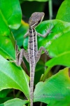 20160412-Costa-Rica-Tortuguero-80.jpg
