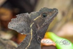 20160412-Costa-Rica-Tortuguero-85.jpg