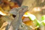 20160412-Costa-Rica-Tortuguero-88.jpg