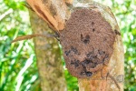 20160412-Costa-Rica-Tortuguero-93.jpg