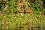 20160413-Costa-Rica-Tortuguero-153.jpg