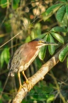 20160413-Costa-Rica-Tortuguero-157.jpg