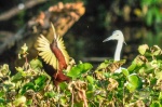 20160413-Costa-Rica-Tortuguero-159.jpg