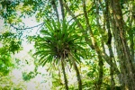 20160413-Costa-Rica-Tortuguero-165.jpg