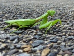 20151008-Kyoto-Lumix-05.jpg