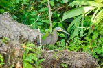 20160413-Costa-Rica-Tortuguero-167.jpg