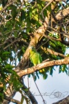 20160413-Costa-Rica-Tortuguero-172.jpg