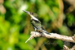 20160413-Costa-Rica-Tortuguero-179.jpg