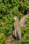 20160413-Costa-Rica-Tortuguero-184.jpg