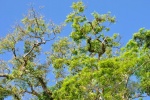 20160413-Costa-Rica-Tortuguero-189.jpg