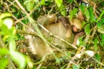 20160413-Costa-Rica-Tortuguero-192.jpg