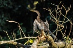 20160413-Costa-Rica-Tortuguero-217.jpg