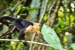 20160413-Costa-Rica-Tortuguero-219.jpg