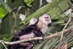 20160413-Costa-Rica-Tortuguero-221.jpg