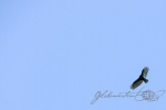 20160413-Costa-Rica-Tortuguero-235.jpg
