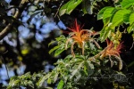 20160413-Costa-Rica-Tortuguero-237.jpg