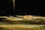 20160413-Costa-Rica-Tortuguero-264.jpg