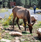 20150910-Grand_Canyon_Nikon-144.jpg