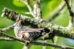 20160416-Costa-Rica-La-Fortuna-02.jpg