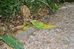20160416-Costa-Rica-La-Fortuna-108.jpg