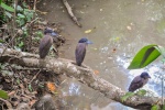 20160416-Costa-Rica-La-Fortuna-111.jpg
