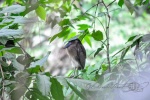 20160416-Costa-Rica-La-Fortuna-117.jpg