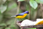 20160416-Costa-Rica-La-Fortuna-123.jpg