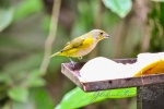 20160416-Costa-Rica-La-Fortuna-126.jpg