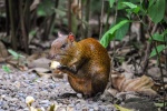 20160416-Costa-Rica-La-Fortuna-128.jpg