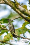 20160416-Costa-Rica-La-Fortuna-13.jpg