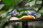 20160416-Costa-Rica-La-Fortuna-149.jpg