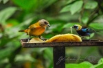 20160416-Costa-Rica-La-Fortuna-164.jpg
